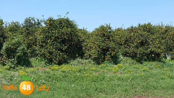 roben tabee3ar (14).JPG